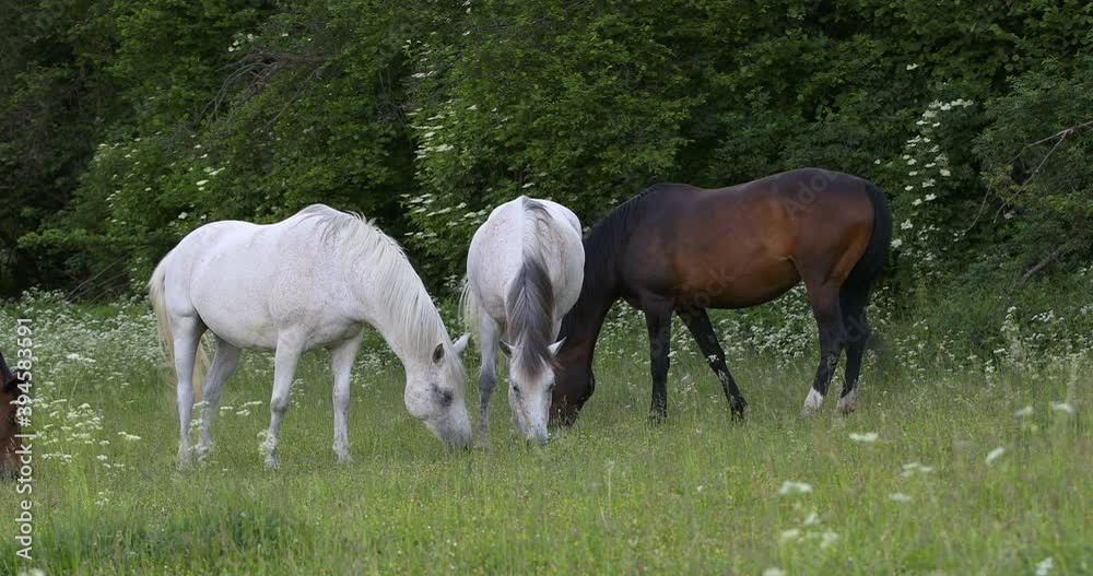 beautiful horses grazing in a spring grass meadow pasture in evening beautiful horses grazing in a spring grass meadow pasture in evening