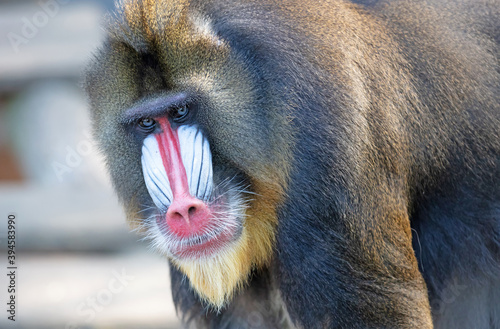Colorful mandrill baboon
