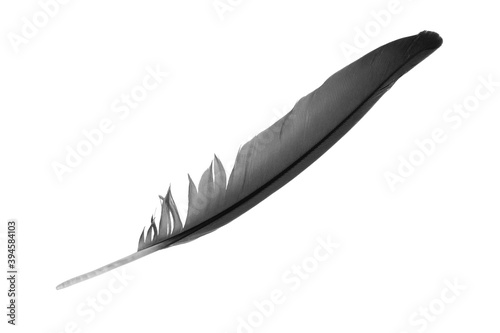 Beautiful black feather isolated on white background