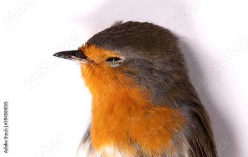Dead robin red breast bird photo