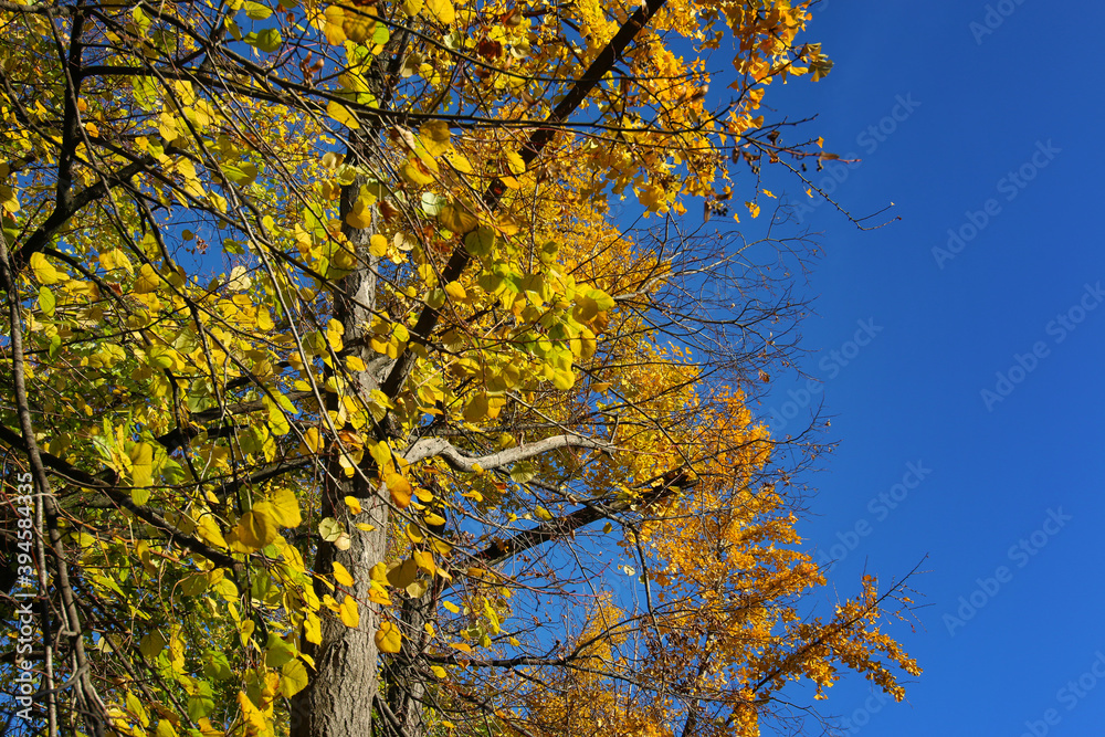 Autunno: cielo blu e foglie gialle, arancio, verdi, sui rami degli alberi