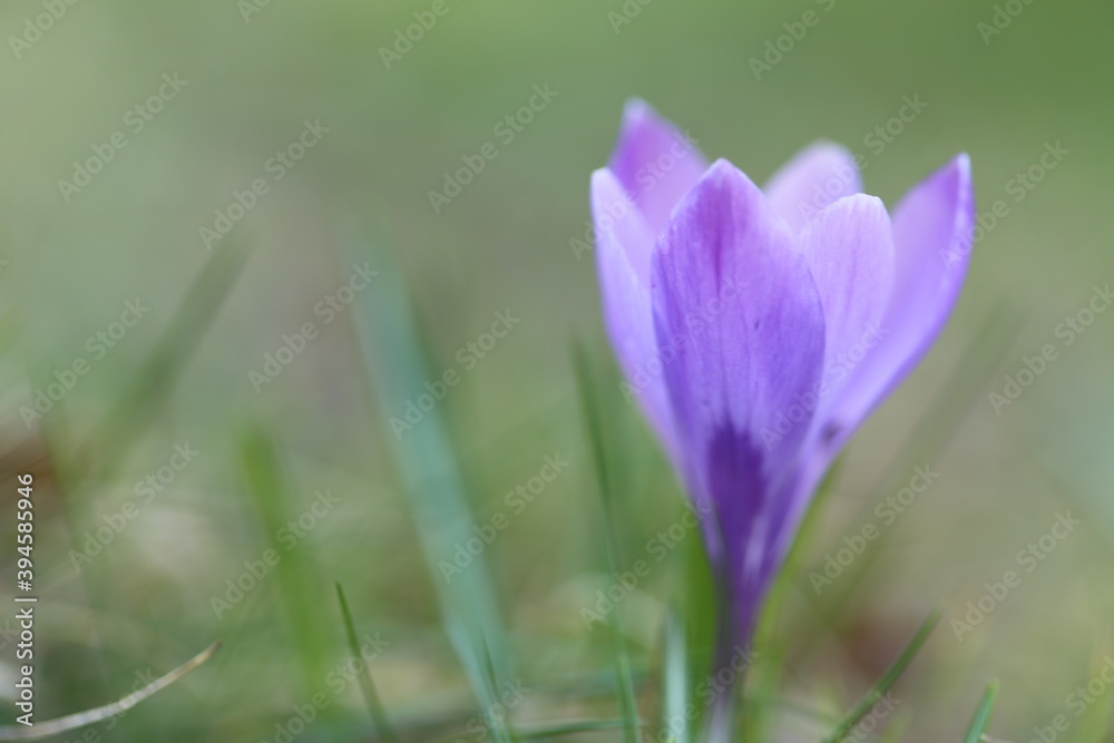 purple crocuses in the garden. spring flowers.Lilac flowers on blurred green background purple crocuses in the garden. spring flowers.Lilac flowers on blurred green background