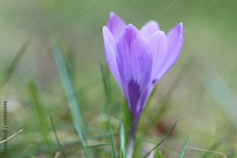 purple crocuses in the garden. First flowers.Lilac flowers on blurred green background purple crocuses in the garden. First flowers.Lilac flowers on blurred green background