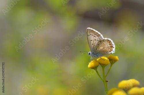 Brown argus in a tansy flower, small brown, grey butterfly . © Kati Moth