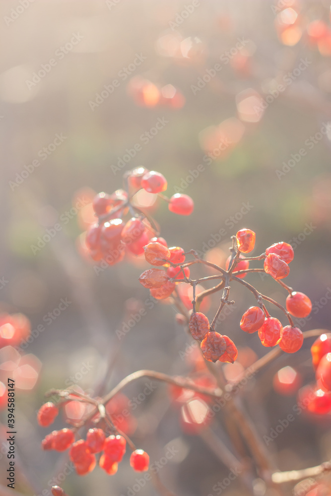 viburnum berries on a bush in frost without snow with sun rays viburnum berries on a bush in frost without snow with sun rays