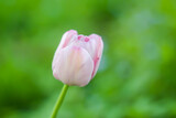 Beautiful spring tulip flower growing in garden