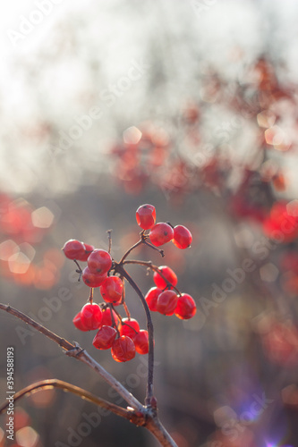 viburnum berries on a bush in frost without snow with sun rays