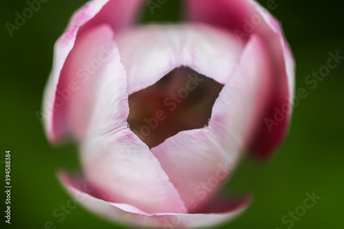 Beautiful spring tulip flower pink petals close up