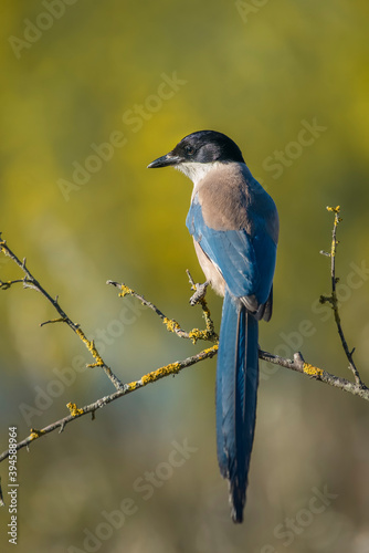 Quadro su tela Iberian Magpie perched on a branch with yellow background