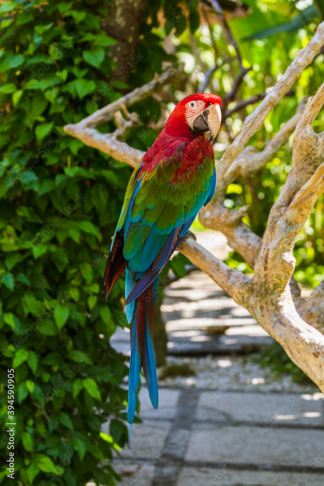 Fototapeta premium Parrot in Bali Island Indonesia