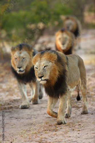 The african lion (Panthera leo), also known as the Southeast African lion, Big Four border control. Four legendary big males with a black mane while controlling their territory.