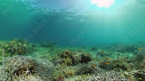 Wallpaper Mural Coral reef and tropical fishes. The underwater world of the Philippines. Torontodigital.ca