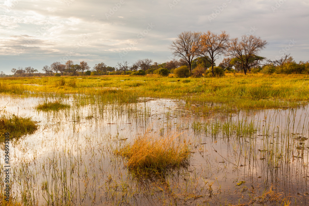 Swamp in the Okavango delta in early morning light