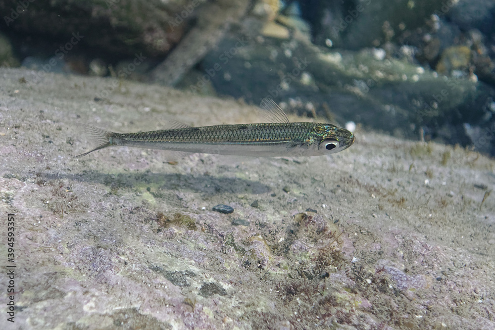 Sand smelt (Atherina sp.) in Mediterranean Sea Sand smelt (Atherina sp.) in Mediterranean Sea