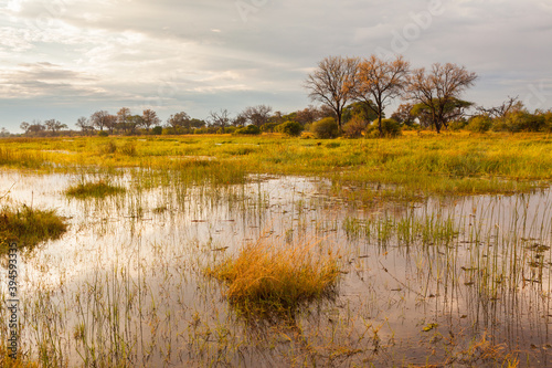 Swamp in the Okavango delta in early morning light