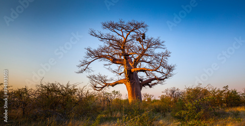 Baobab tree (Adansonia digitata) at sunrise photo
