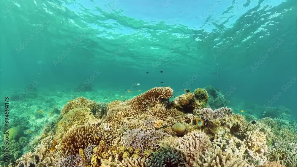 Coral reef and tropical fishes. The underwater world of the Philippines. Underwater colorful tropical coral reef seascape. Coral reef and tropical fishes. The underwater world of the Philippines. Underwater colorful tropical coral reef seascape.