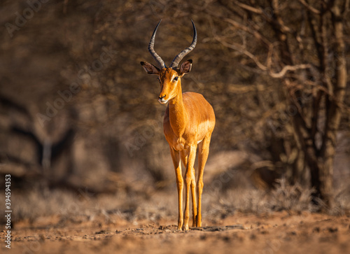 Impala (Aepyceros melampus) in front-view photo