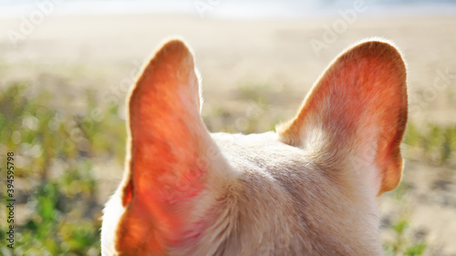 フレンチブルドッグの耳と頭