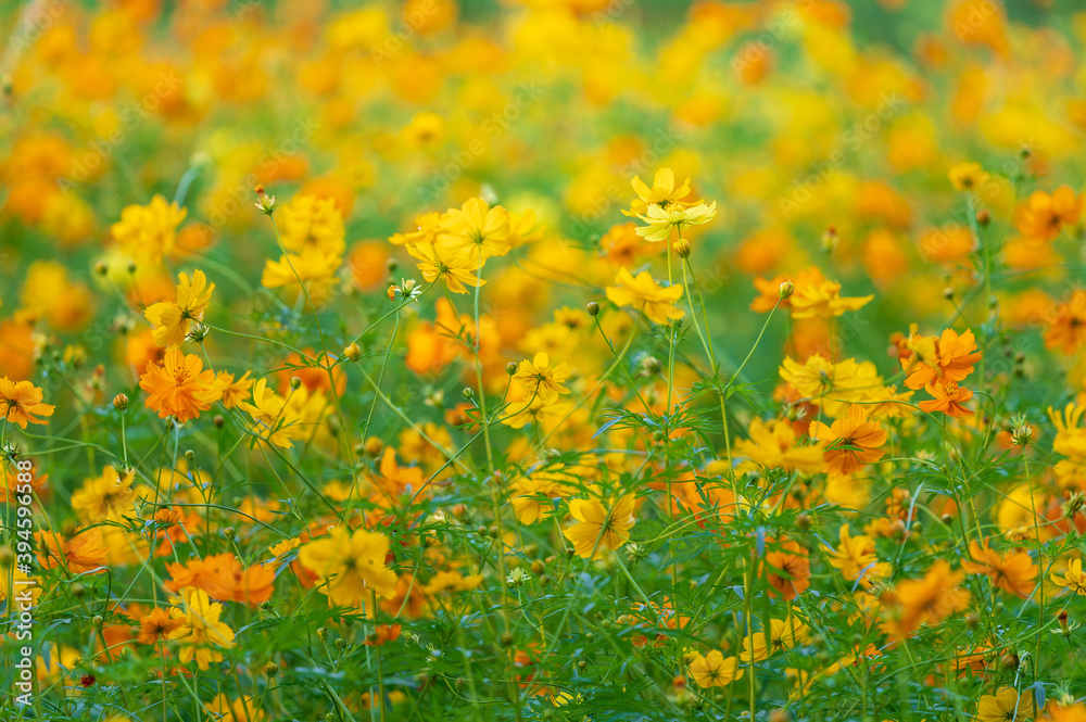 Beautiful Sulfur cosmos (Cosmos sulphureus) flower field in Thailand.