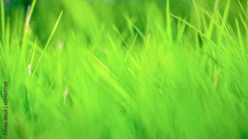 Obraz premium green grass background, texture, soft focus