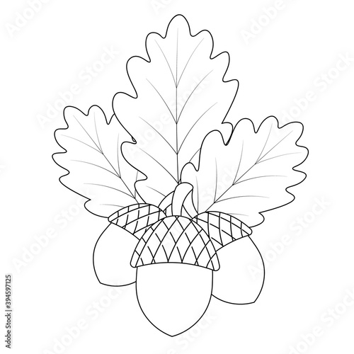 Acorns and oak leaves. Fruits with a hard shell. The foliage of the tree is veined. Vector illustration. Outline on an isolated white background. Doodle style. Sketch. Harvest of the autumn forest. 