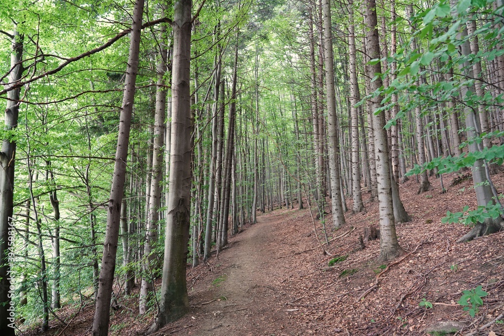 Obraz premium Summer in the Gorce, forest on the hillside