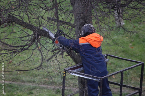 A woodcutter gardener worker saws tree branches in a Park with a chainsaw without protective helmet from a crane basket on an autumn day, industrial arboristics work safety breach