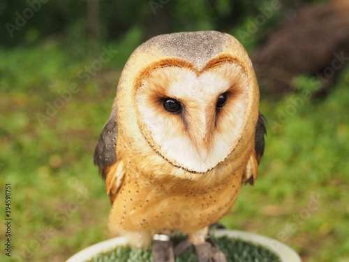 Barn owl (Tyto alba) sits quietly and calmy.