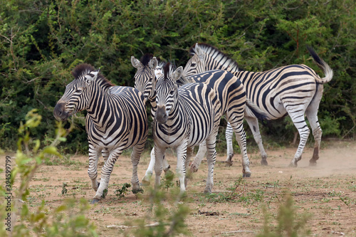 The plains zebra  Equus quagga  formerly Equus burchellii   also known as the common zebra  herd of zebras on the move. Zebras herd in thorny bush. A typical smaller herd of zebras between bushes.