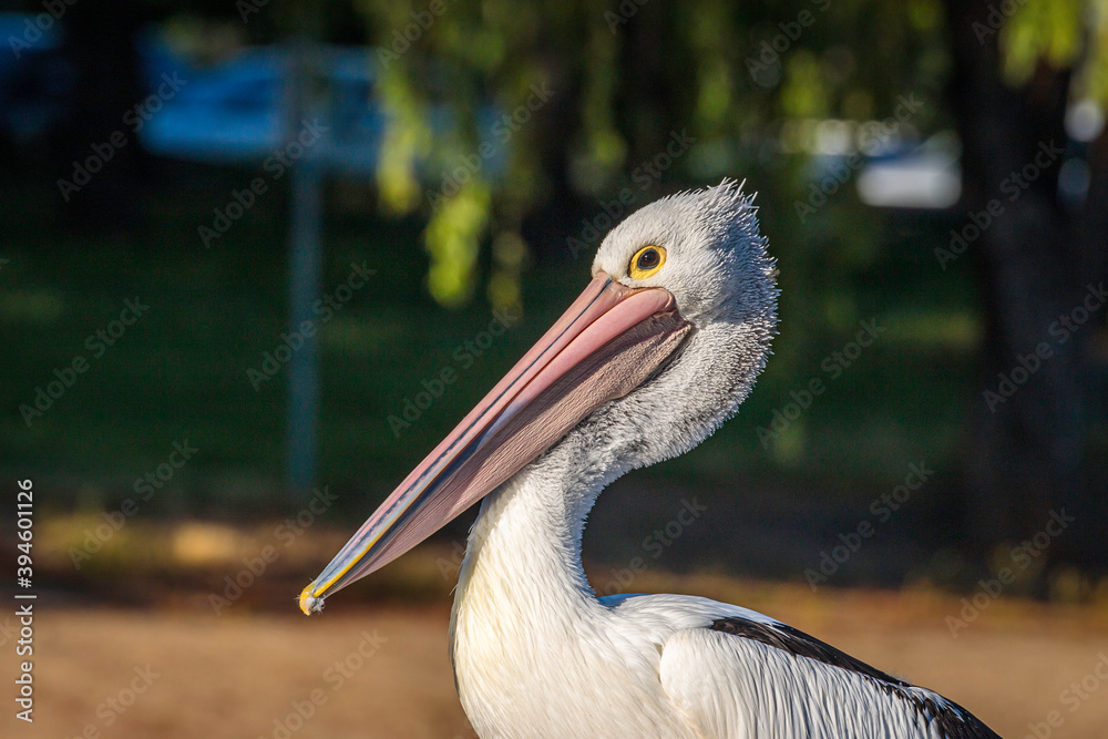 Australian pelican on a swimming pontoon in a lake Australian pelican on a swimming pontoon in a lake