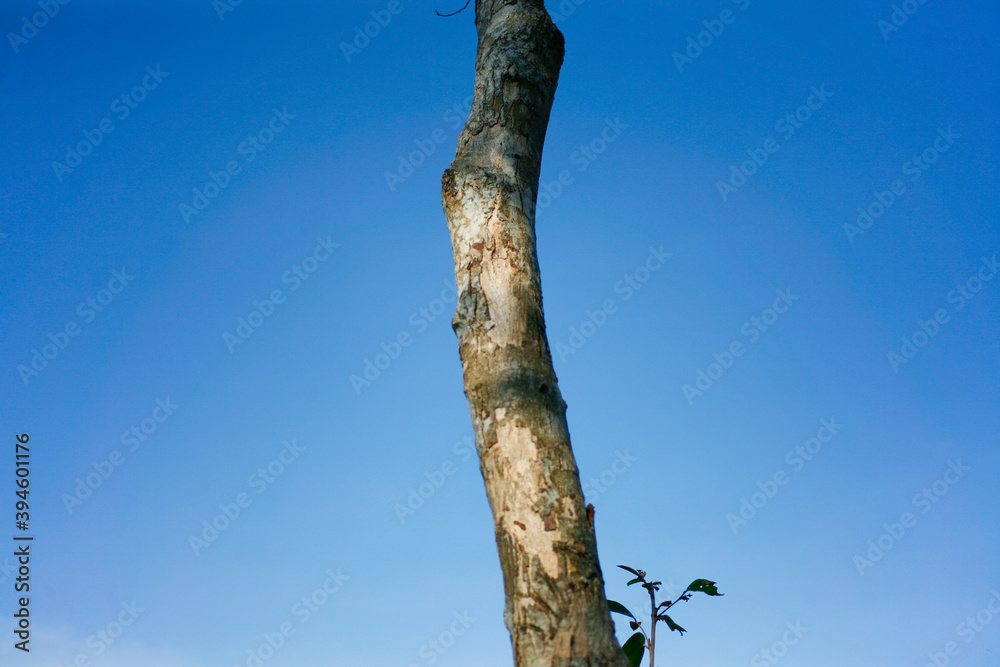 Fototapeta premium tree trunk with sky