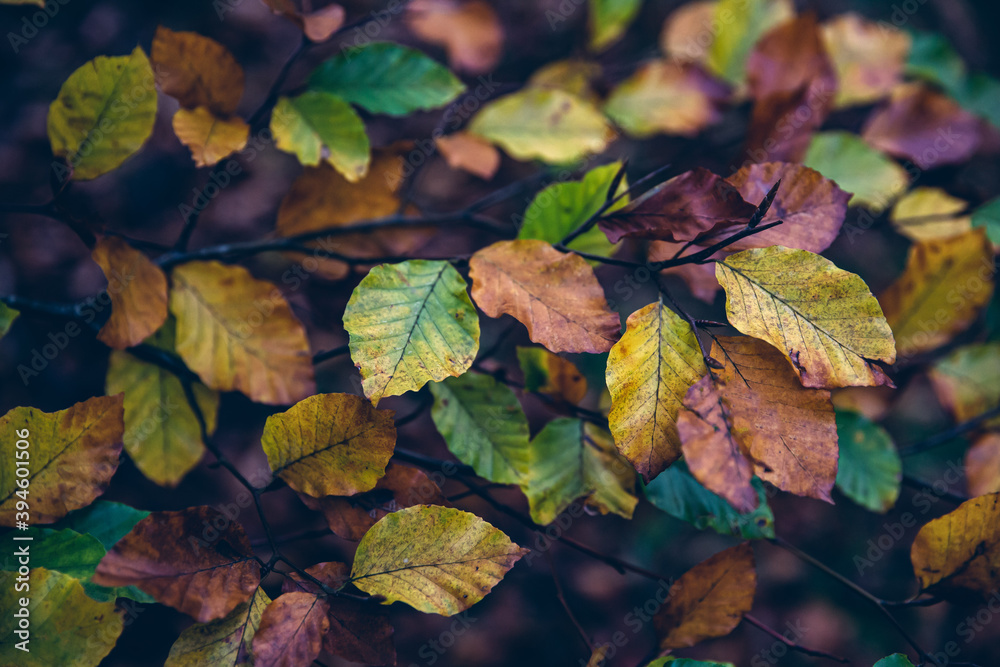 Fallin' for Fall Leaves Fallin' for Fall Leaves