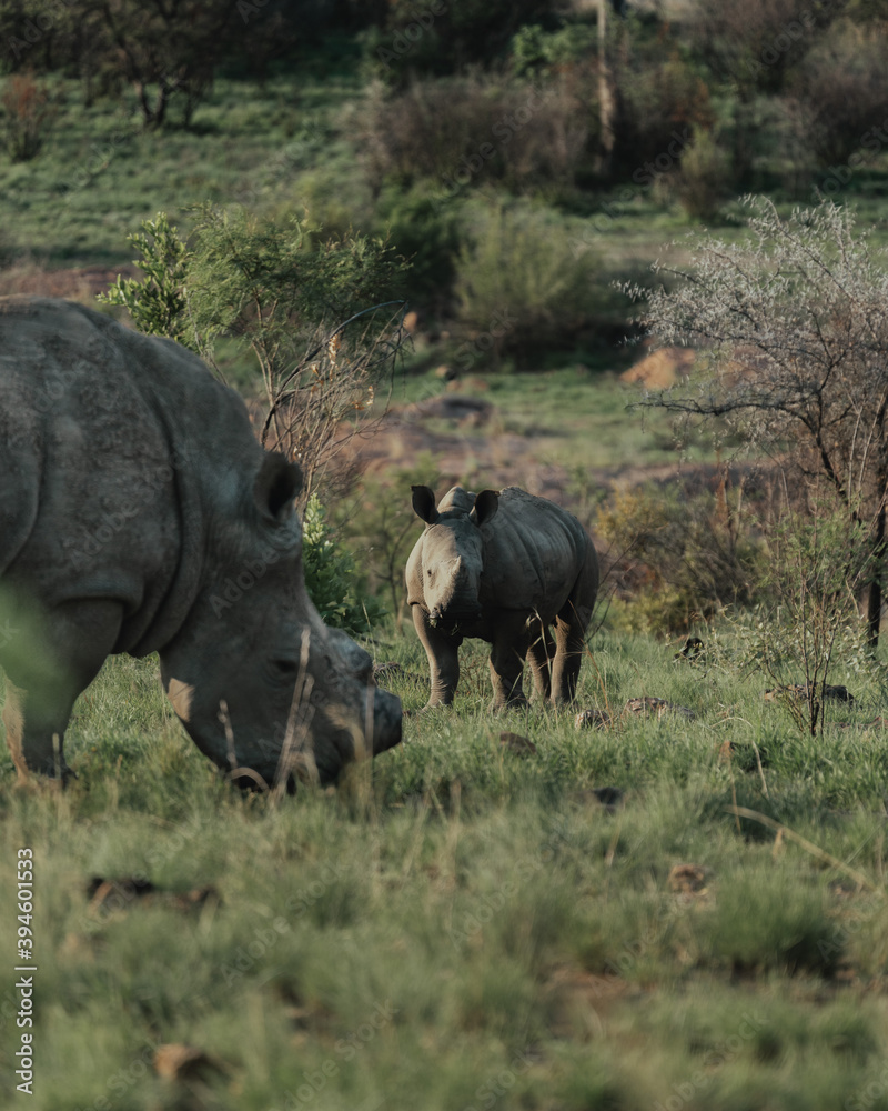 Baby rhino grazing 