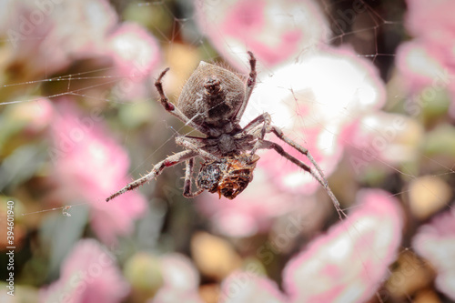 Knobbled Orbweaver eating a bee in a garden