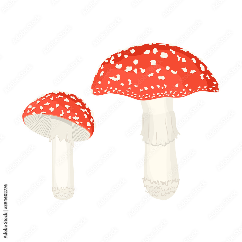 Amanita mushrooms vector illustration on white.