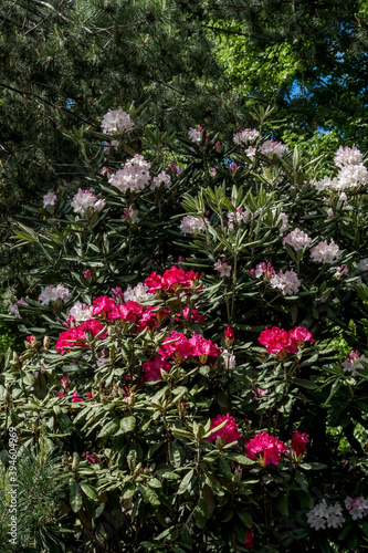 Fototapeta Naklejka Na Ścianę i Meble -  Catawba Rhododendron Cultivar (Rhododendron catawbiense) in park