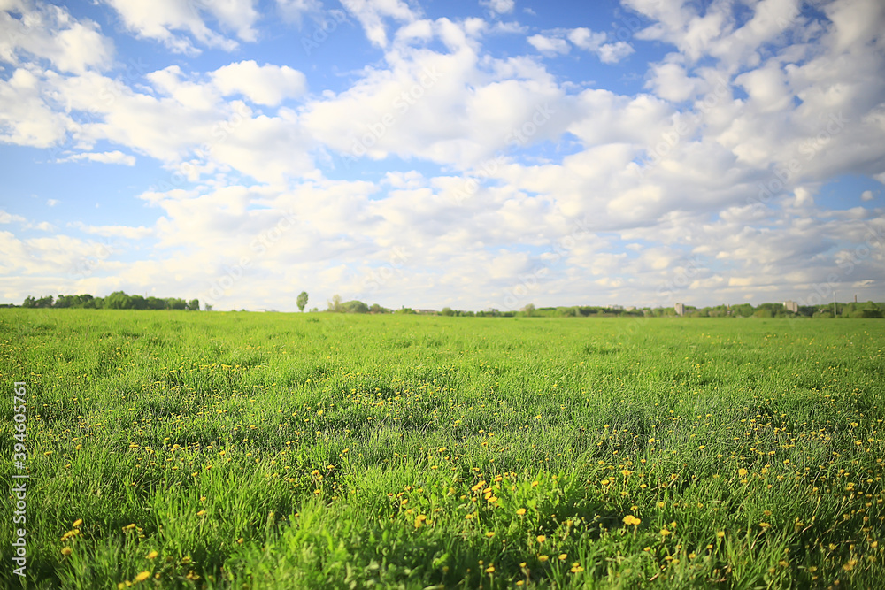 dandelions field city / abstract summer landscape field with yellow flowers in the suburbs dandelions field city / abstract summer landscape field with yellow flowers in the suburbs