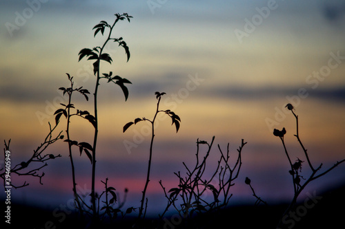 Sunset in the mountain with silhouette of branches