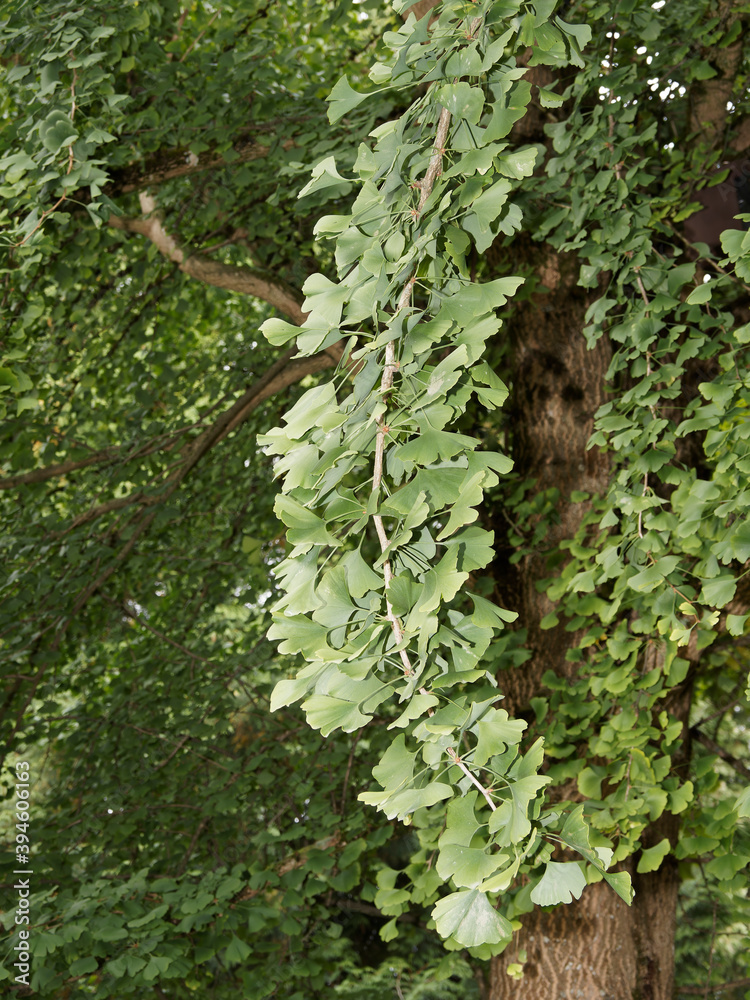 (Ginkgo biloba) Ginkgo or maidenhair tree with many branches covered of fan-shaped clustered gray-green leaves (Ginkgo biloba) Ginkgo or maidenhair tree with many branches covered of fan-shaped clustered gray-green leaves