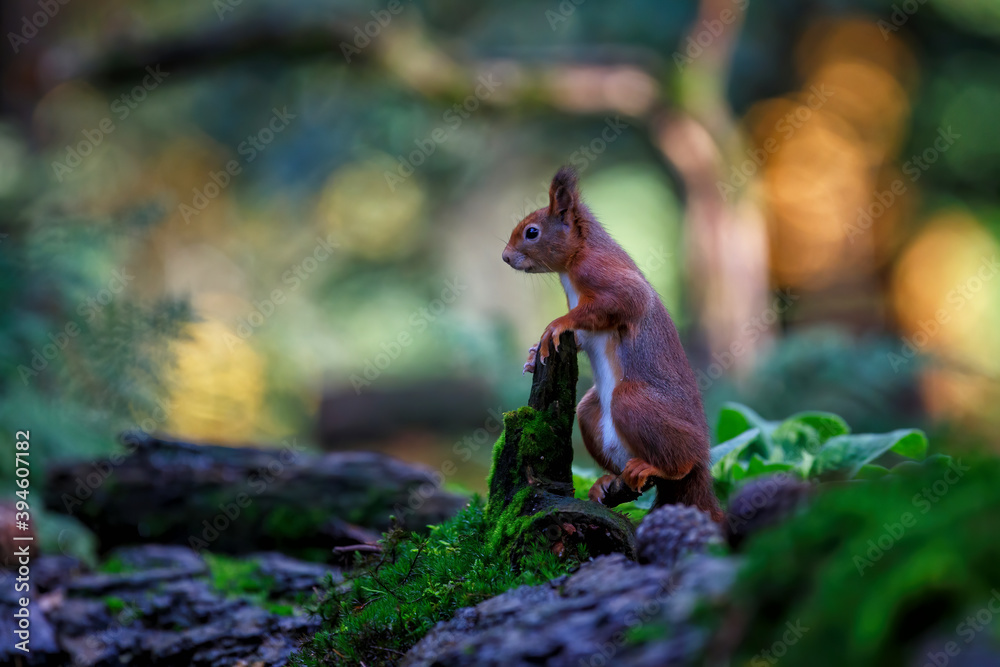 Obraz premium Eurasian red squirrel (Sciurus vulgaris) searching for food in the autumn in the forest in the South of the Netherlands.