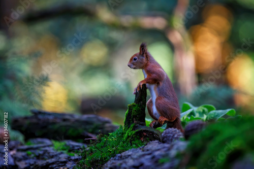 Eurasian red squirrel (Sciurus vulgaris) searching for food in the autumn in the forest in the South of the Netherlands. © henk bogaard