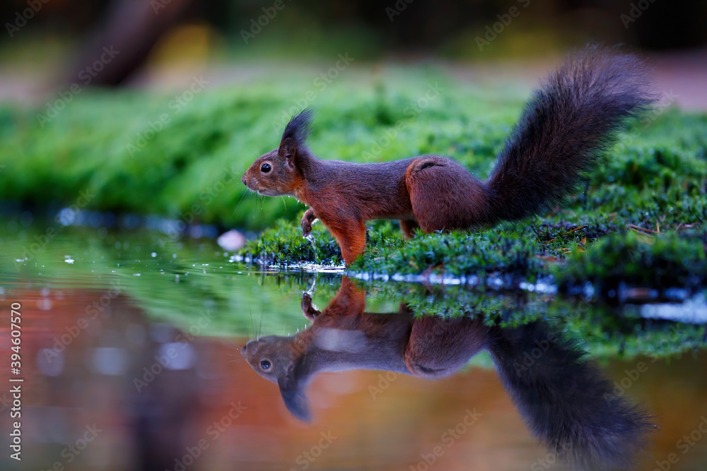 Eurasian red squirrel (Sciurus vulgaris) searching for food in the autumn in the forest in the South of the Netherlands.