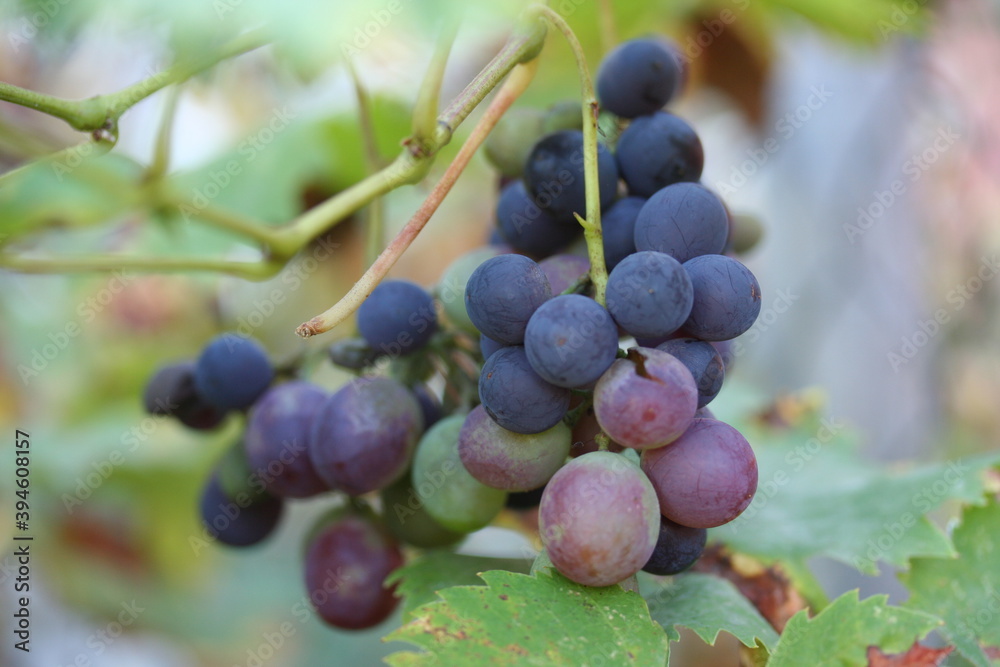 Fototapeta premium raisin