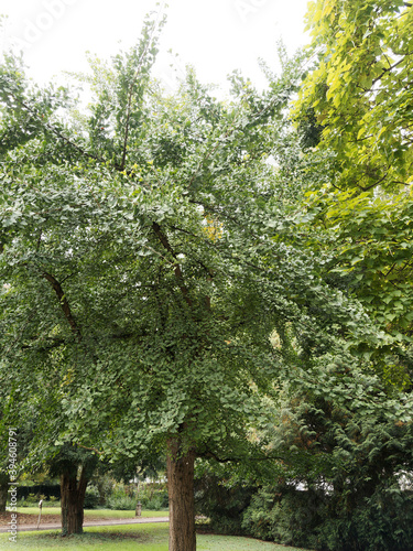 Ginkgo biloba - Ginkgo  mature and large tree with angular crown  many branches with fan-shaped clustered gray-green leaves