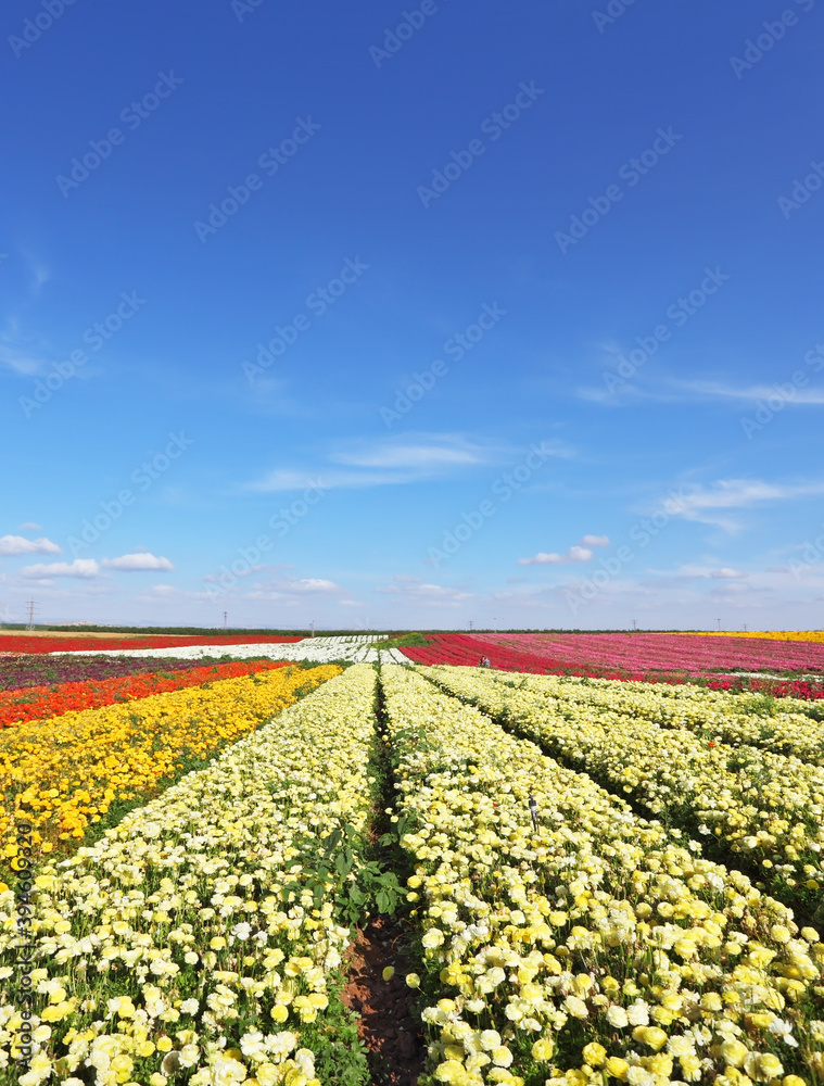 The fields with yellow flowers Ranunculus