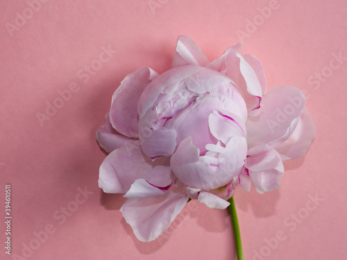 Close up of pink peony flower on pink background. Floral design, simple modern minimal flowers concept. Copy space for text. Pink rose flower in full bloom. Natural monochrome colors