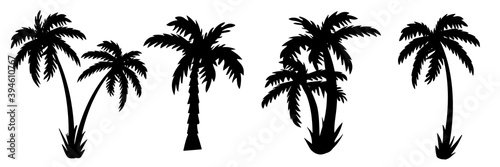 palm tree Silhouettes of palm trees. vector