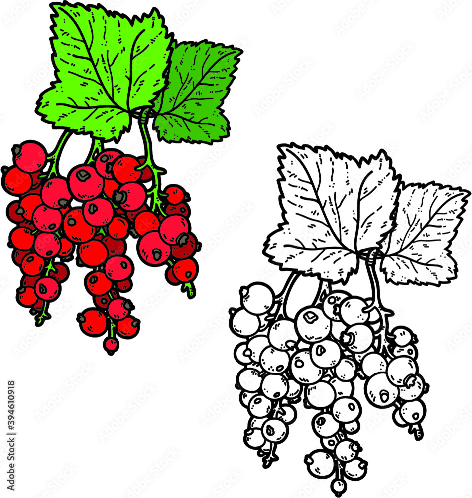 Obraz premium Vector cute hand drawn currant and leaf for coloring book