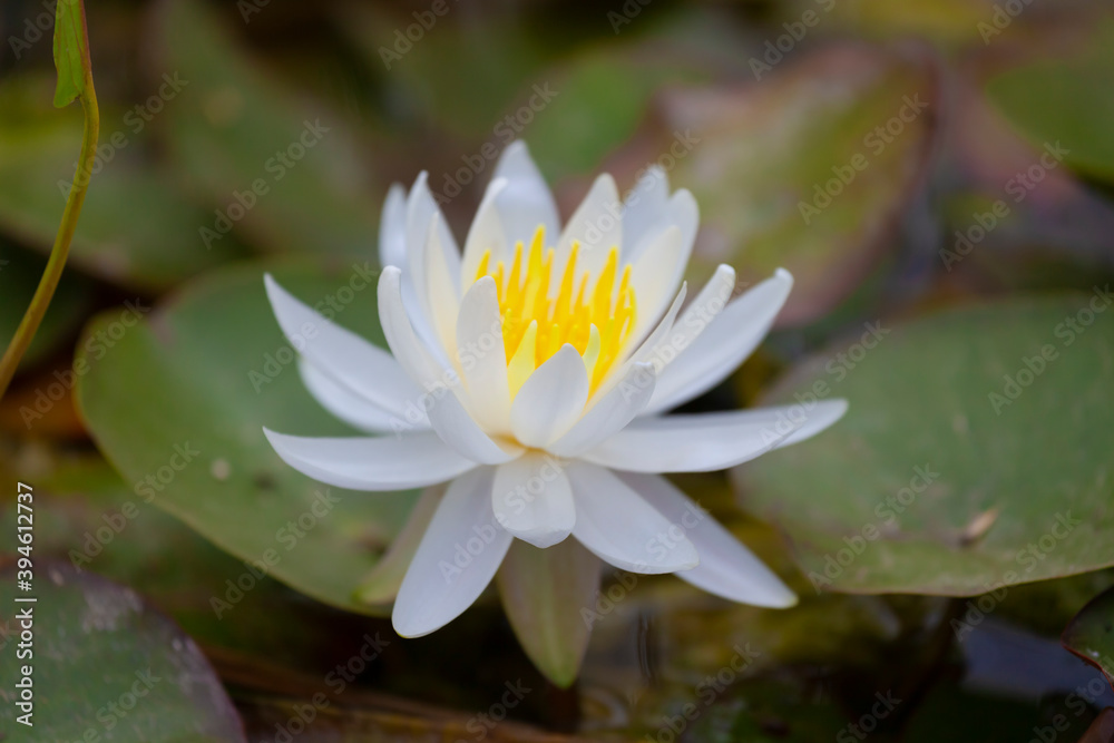 White Waterlily Flower and leaves on a pond White Waterlily Flower and leaves on a pond